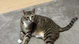 Picture of 藤岡将矢