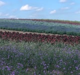 Picture of 大宮桃香