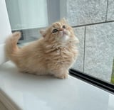 Picture of 青木 萌々花